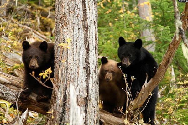 فندق كليرووترفي  Wells Gray Guest Ranch المظهر الخارجي الصورة