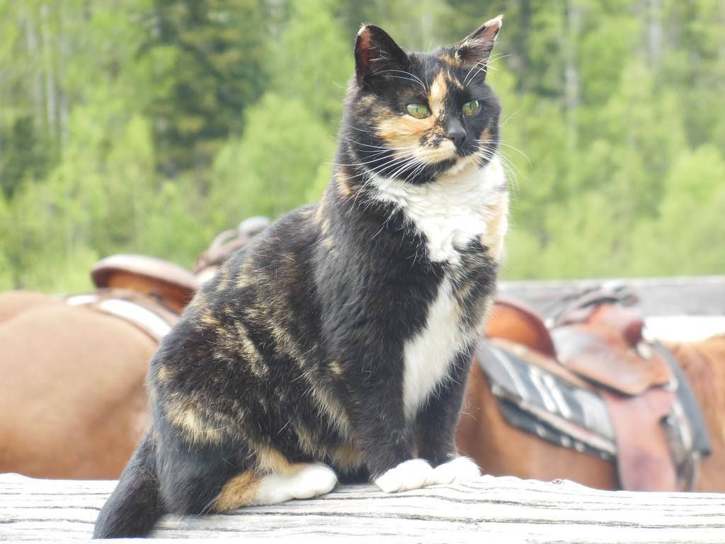فندق كليرووترفي  Wells Gray Guest Ranch المظهر الخارجي الصورة