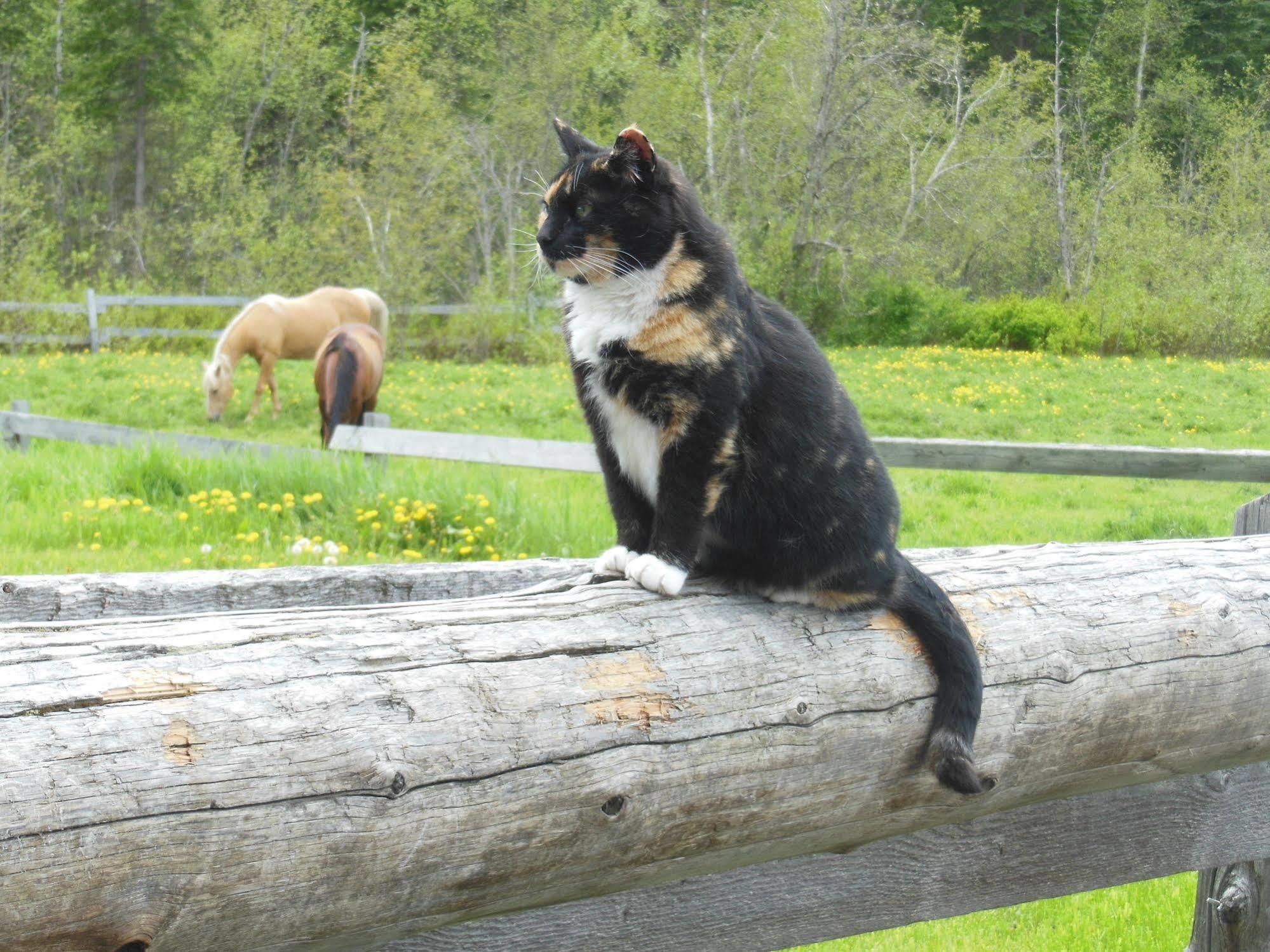فندق كليرووترفي  Wells Gray Guest Ranch المظهر الخارجي الصورة